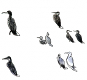 croquis-3-jeunes-cormorans